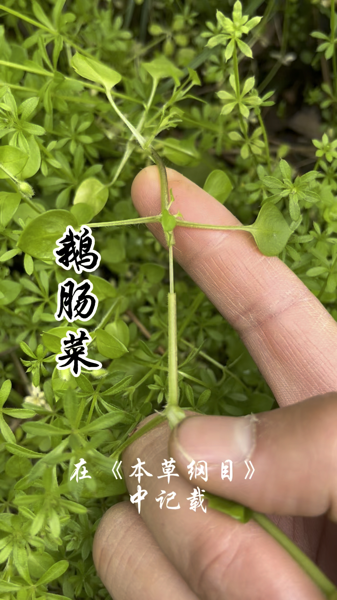 鹅肠菜,又称鹅儿肠、繁缕,它的价值你了解吗?