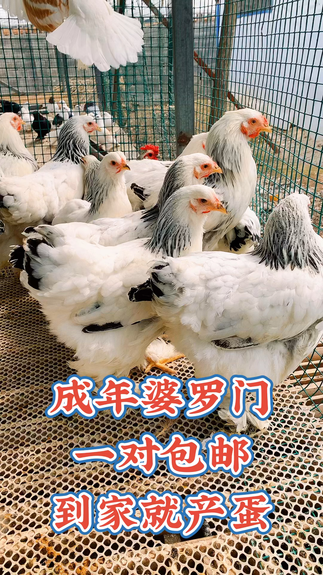婆罗门养殖场,青年婆罗门,婆罗门鸡苗