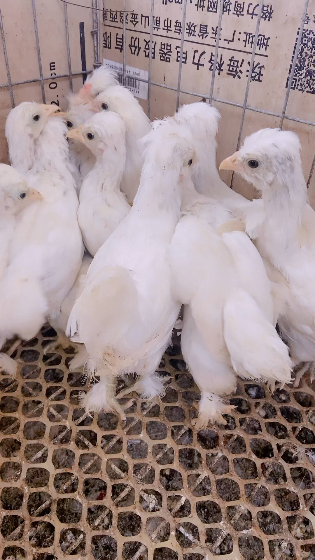 白色元宝鸡鸡苗大量现货