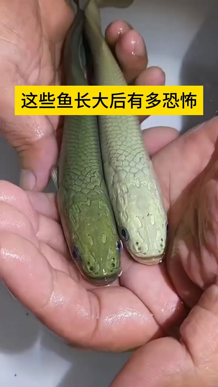 这些鱼长大后,太恐怖了吧