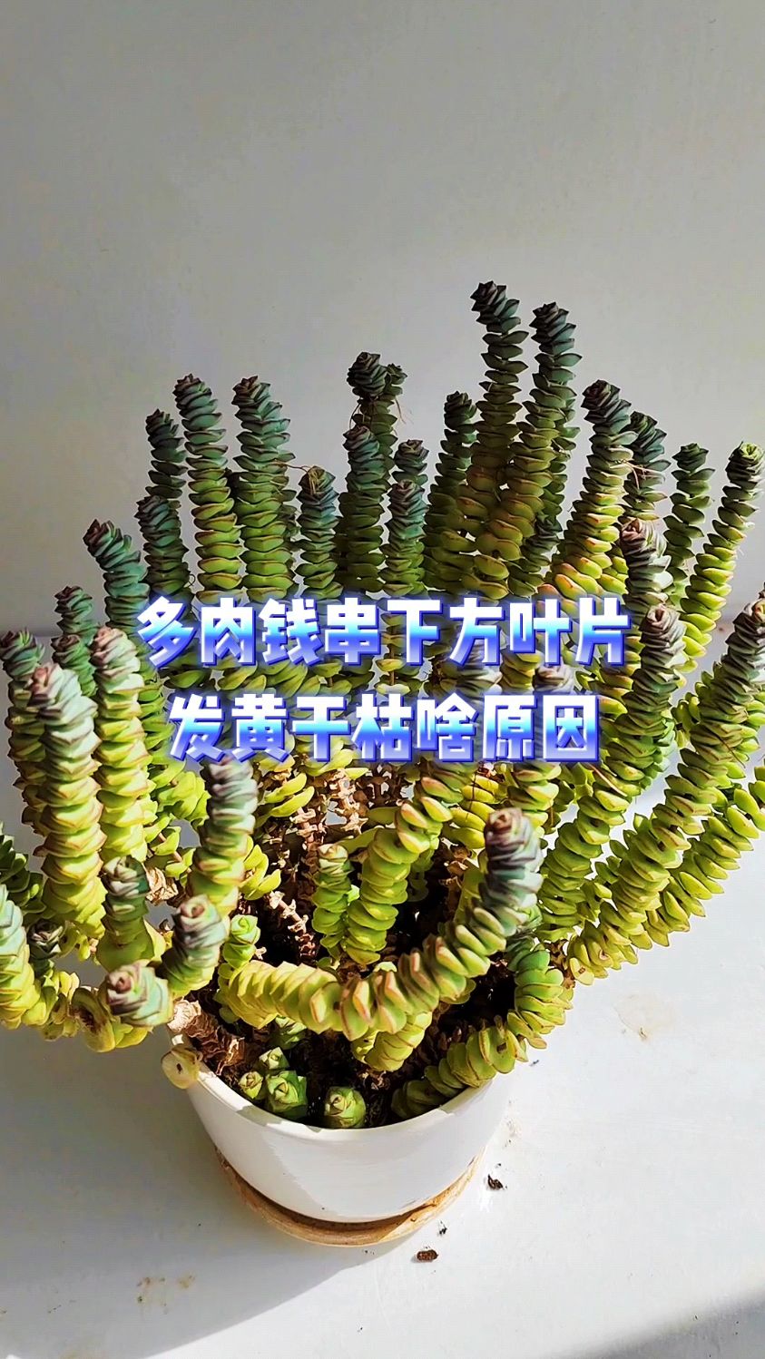 多肉钱串下方叶片发黄干枯啥原因