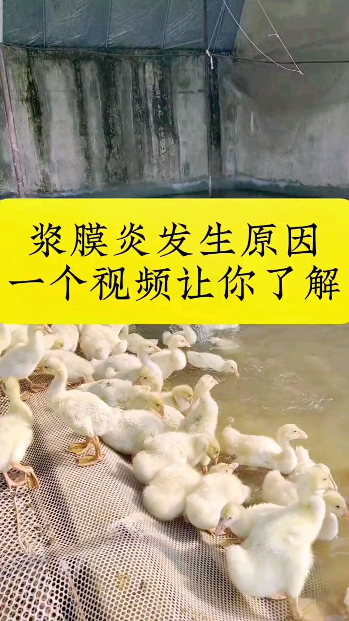 鸭鹅浆膜炎的发生原因,一个视频教会你!