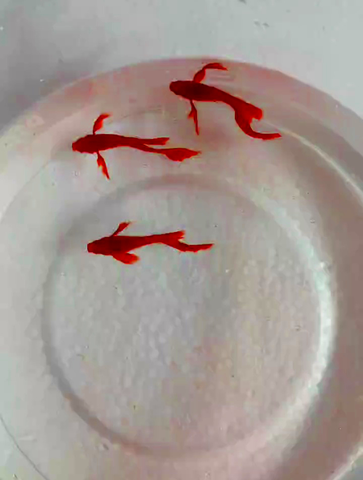 这才是真正的血红孔雀鱼