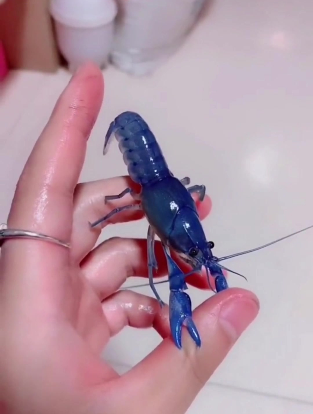 你见过天生就是天蓝色的虾吗?
