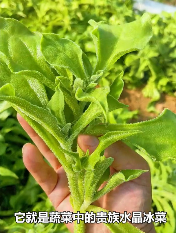 自带盐晶的蔬菜,营养胜过小人参,随便种一棵能长到十几斤种!
