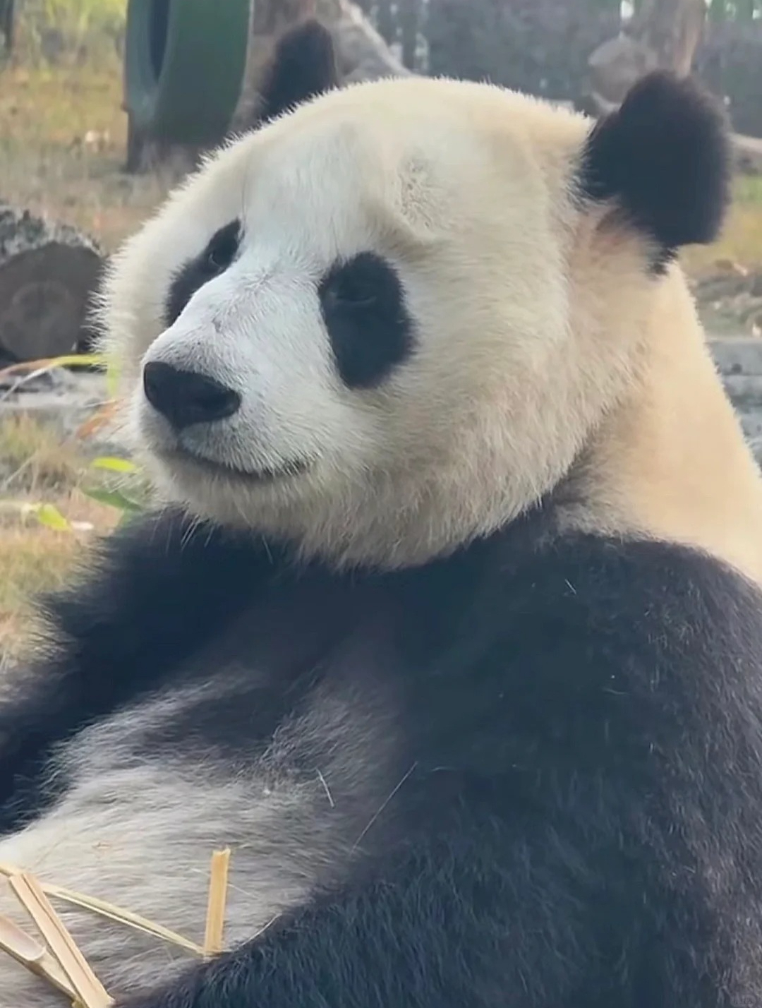 大熊猫华盟盟,行走的囧字表情包,天生一副委屈脸,是有啥心事吗