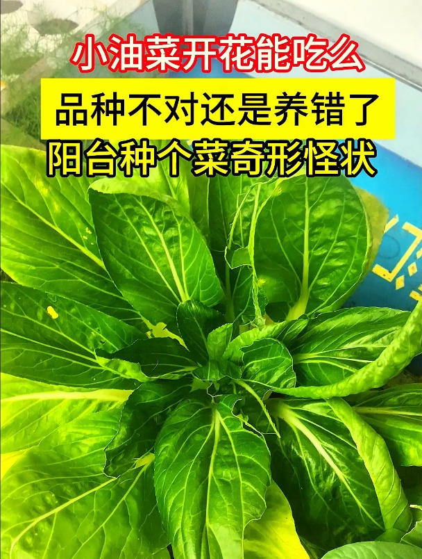 小油菜长成这样还能吃么?是我种错了么,为啥都奇形怪状?
