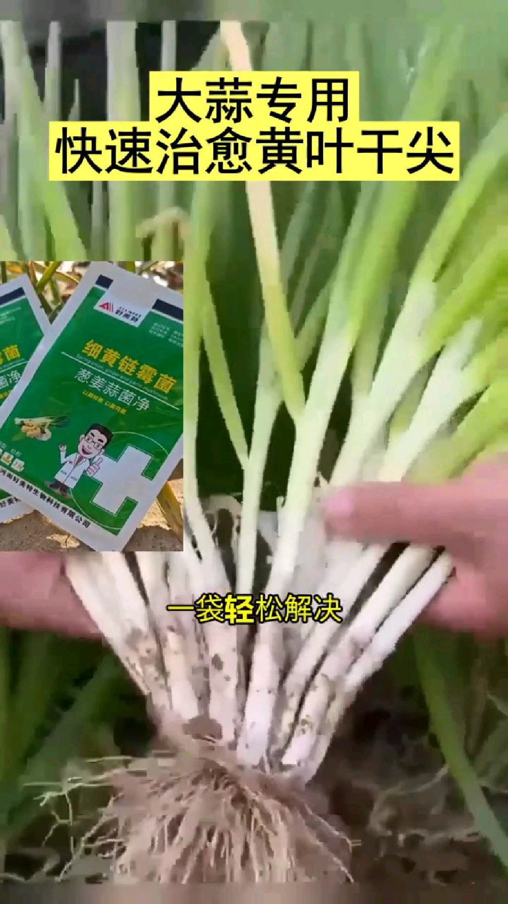 葱姜蒜韭菜病害的克星