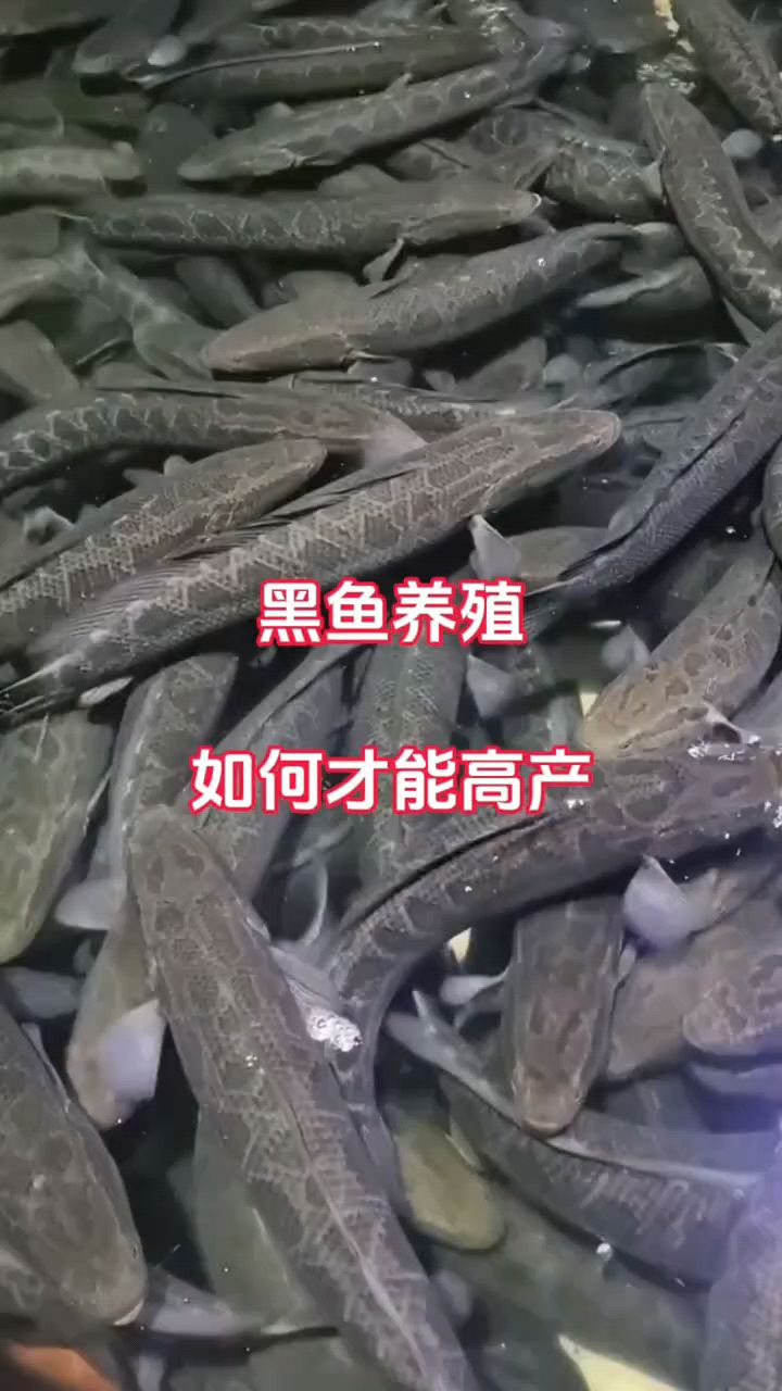 黑鱼养殖如何高产