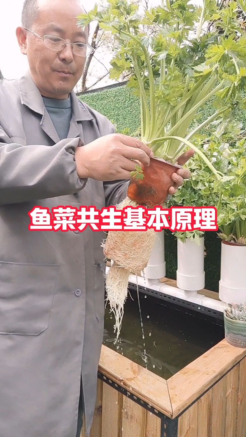 鱼菜共生基本原理