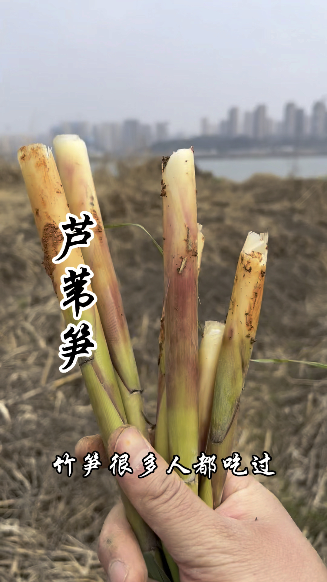 芦笋,又称芦苇笋、芦尖,你吃过这种野菜吗?