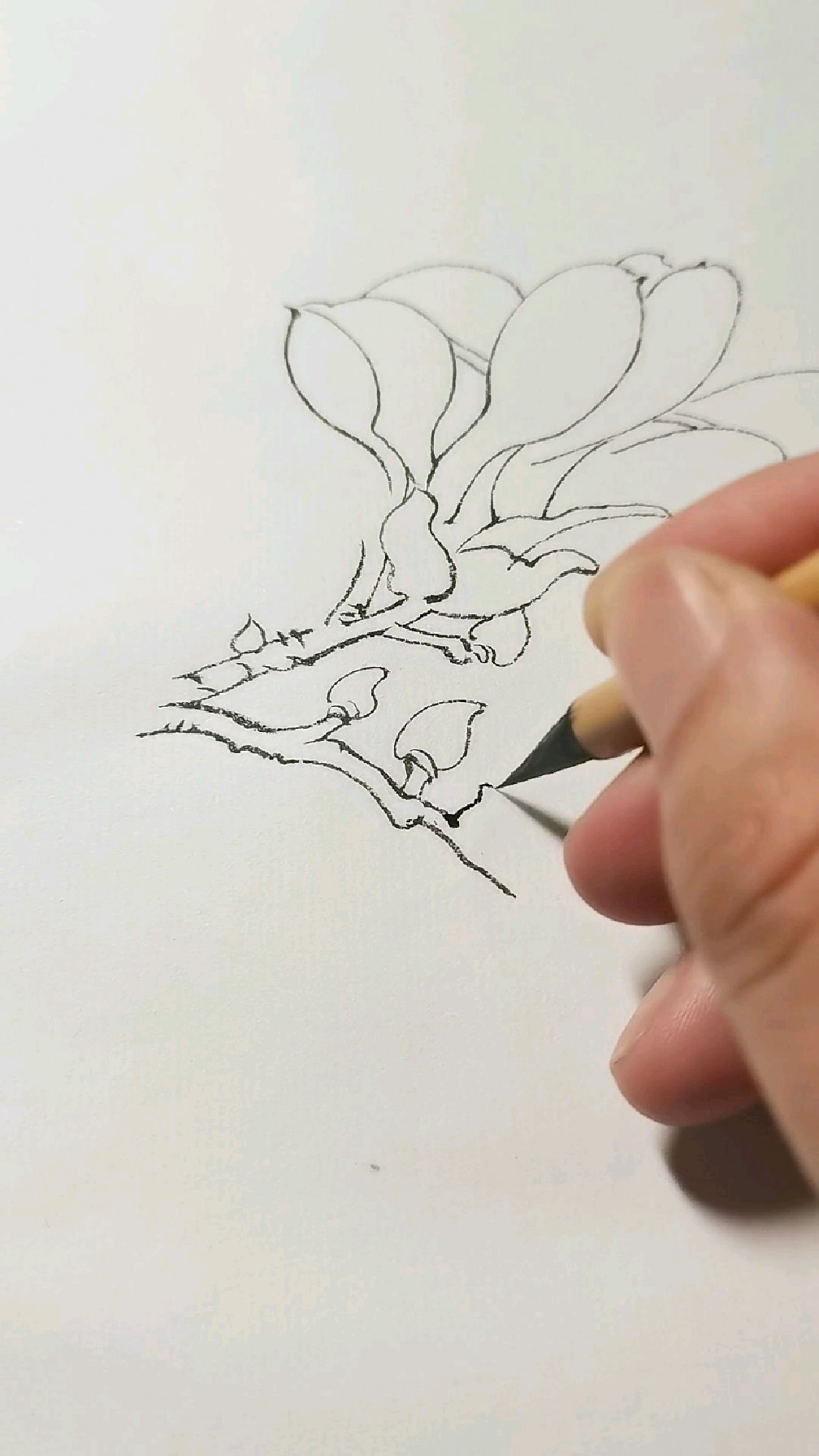 工笔白描:玉兰花