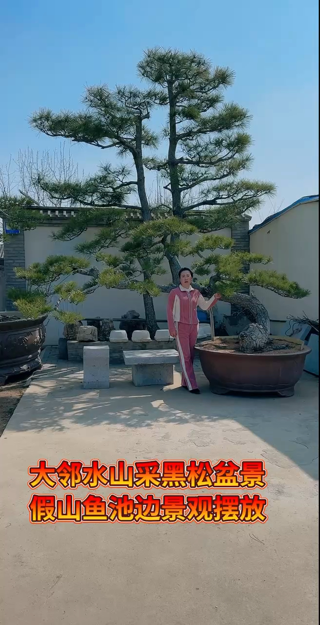大长飘黑松,适合庭院假山鱼池景观首选,需要的花友关注我吧