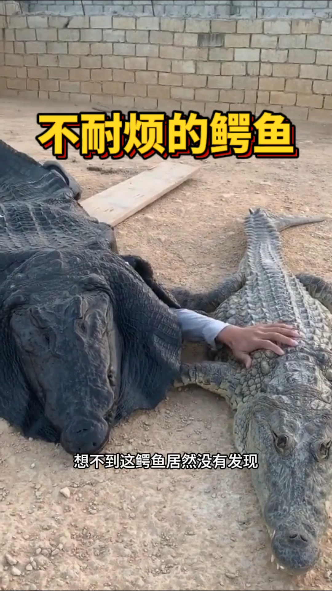 不耐烦的鳄鱼,结局亮了
