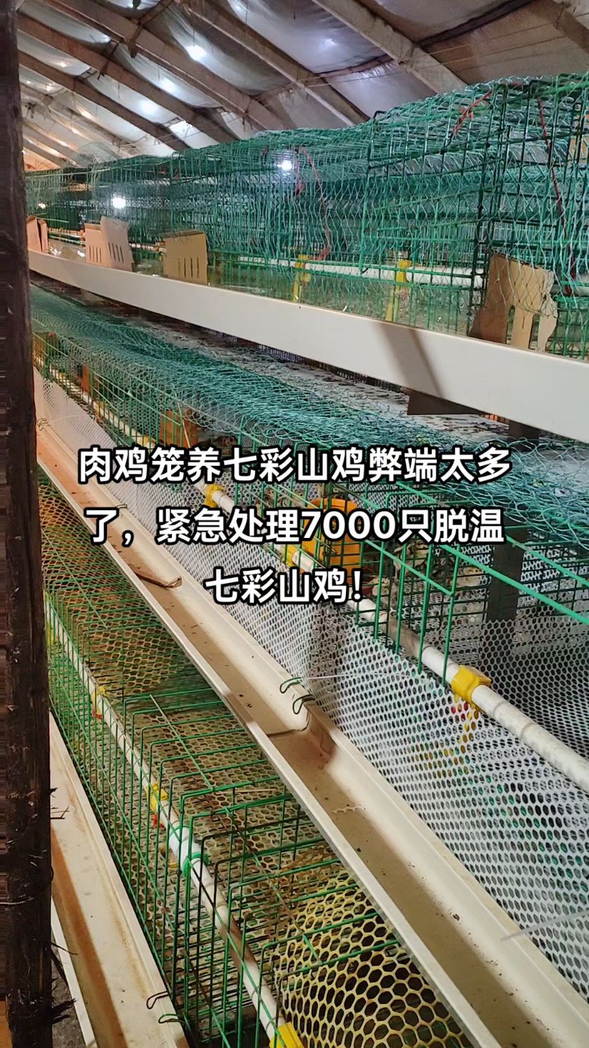 由于养殖场设备原因,紧急处理7000只脱温七彩山鸡
