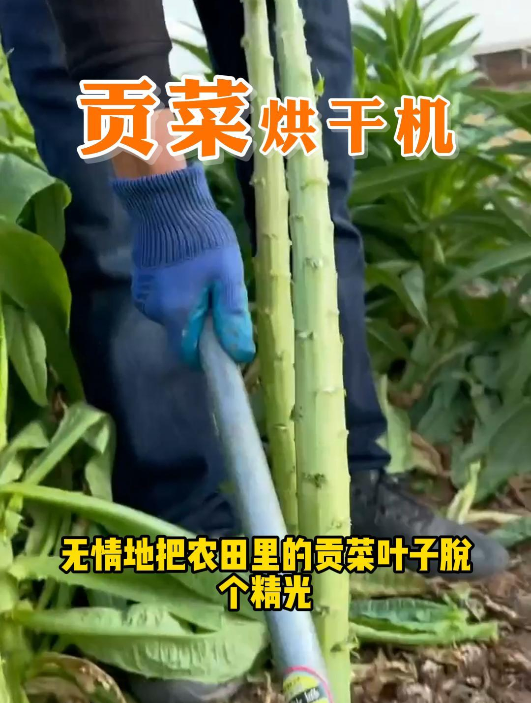 干制贡菜口感清爽嘎嘣脆