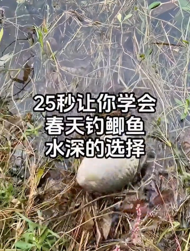 春天钓鲫鱼,浅水区和深水区应该钓多深?