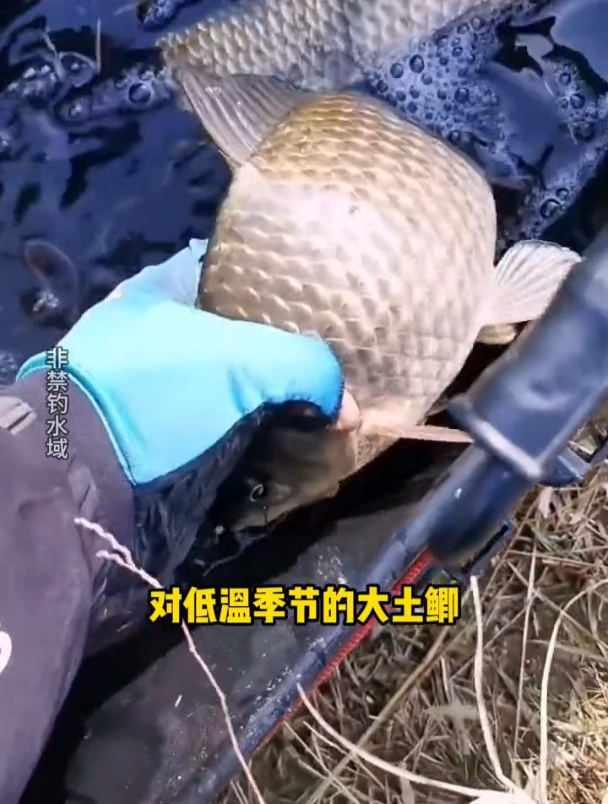 化氏新品一味鲫,号称几竿就上大板鲫,老钓友现场实测!