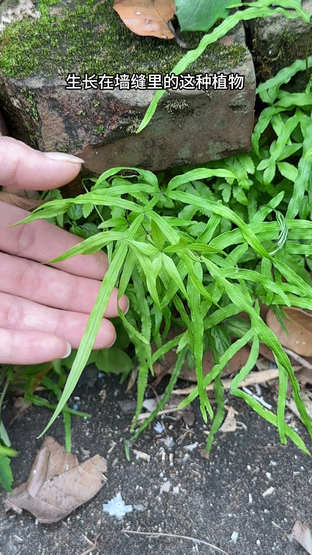 生长在墙缝的凤尾草,叶子像鸡的爪子,农村人把它采回家