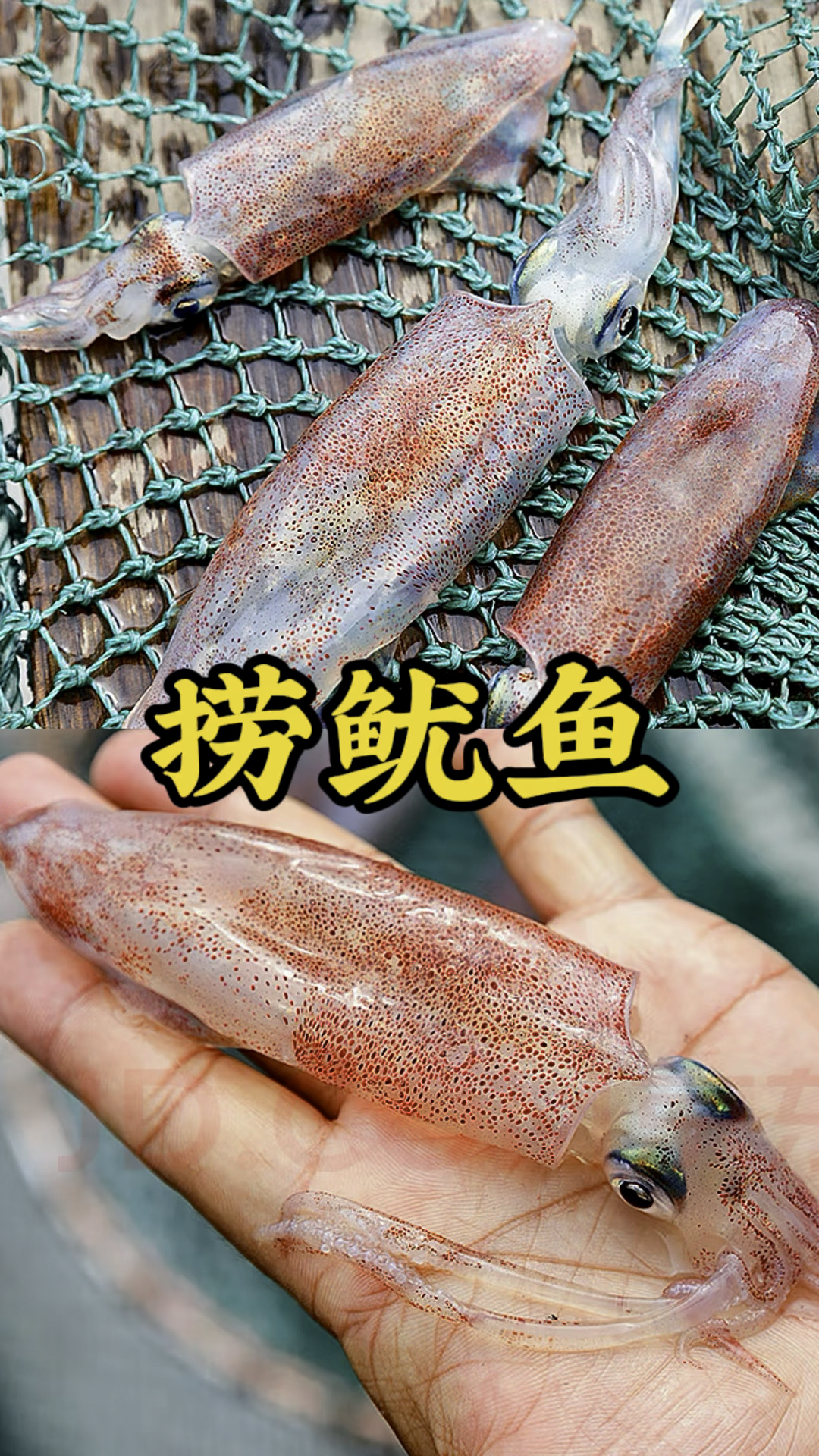 现捞现吃鱿鱼是什么体验