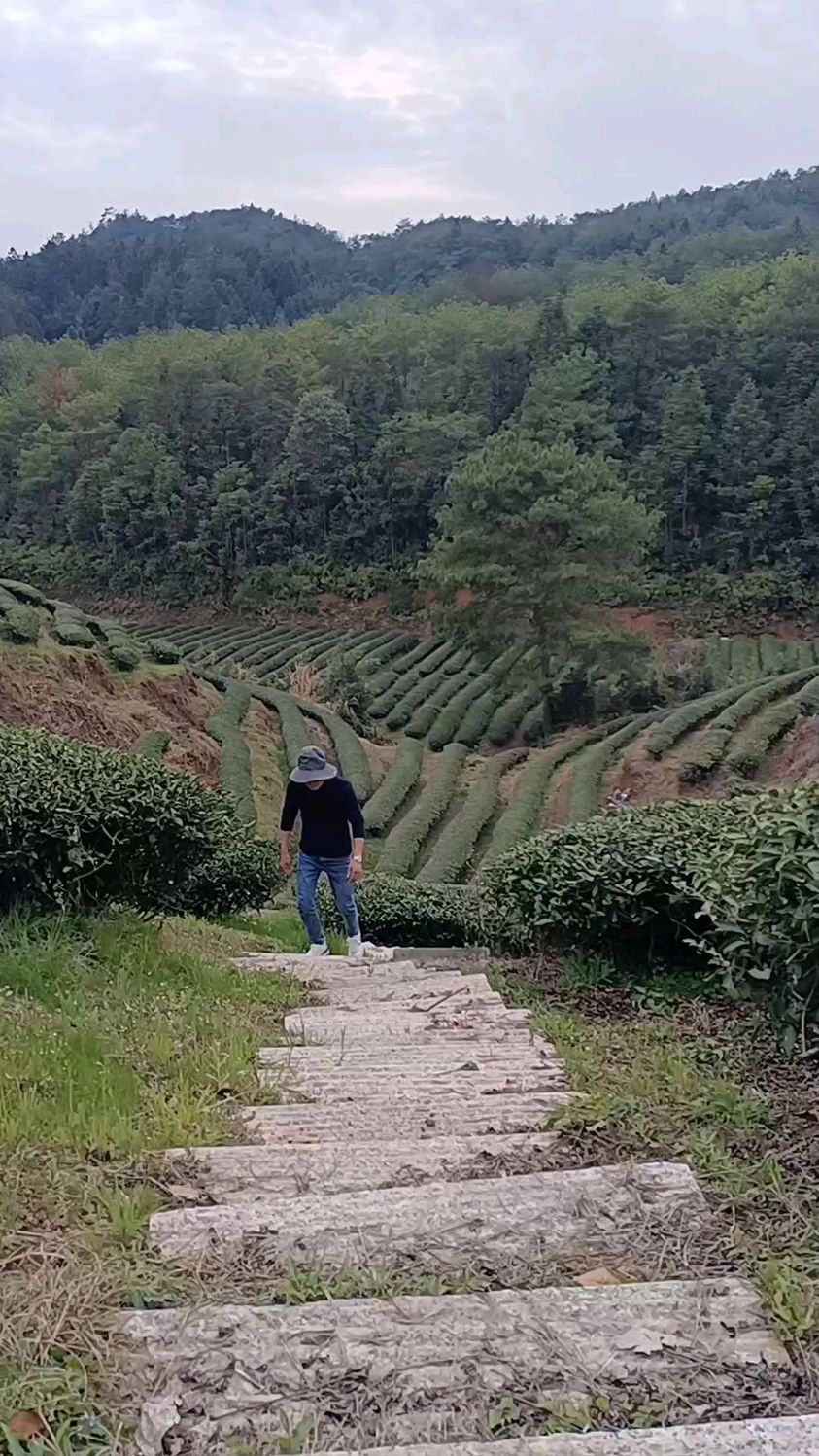 人随春好、春与人宜 时光不语、岁月安然 茶分享:【碧石岩肉桂】