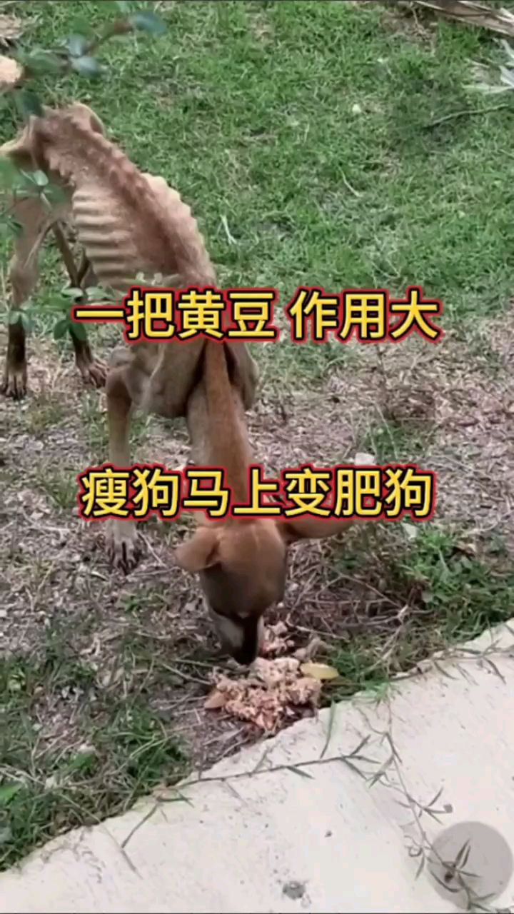 一把黄豆,瘦狗马上变肥狗