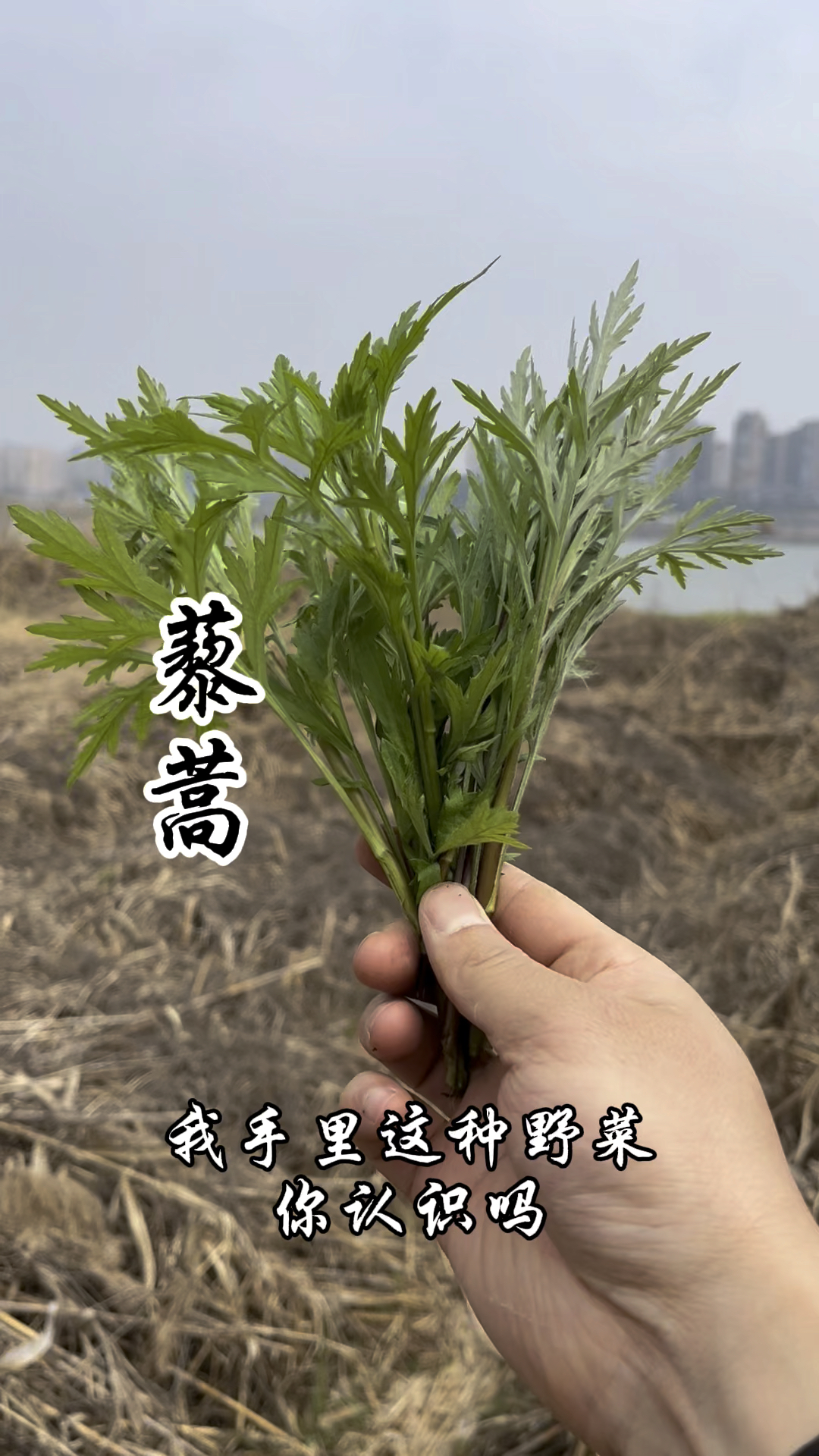 鄱阳湖的草,江西人的宝,藜蒿炒腊肉你吃过吗?