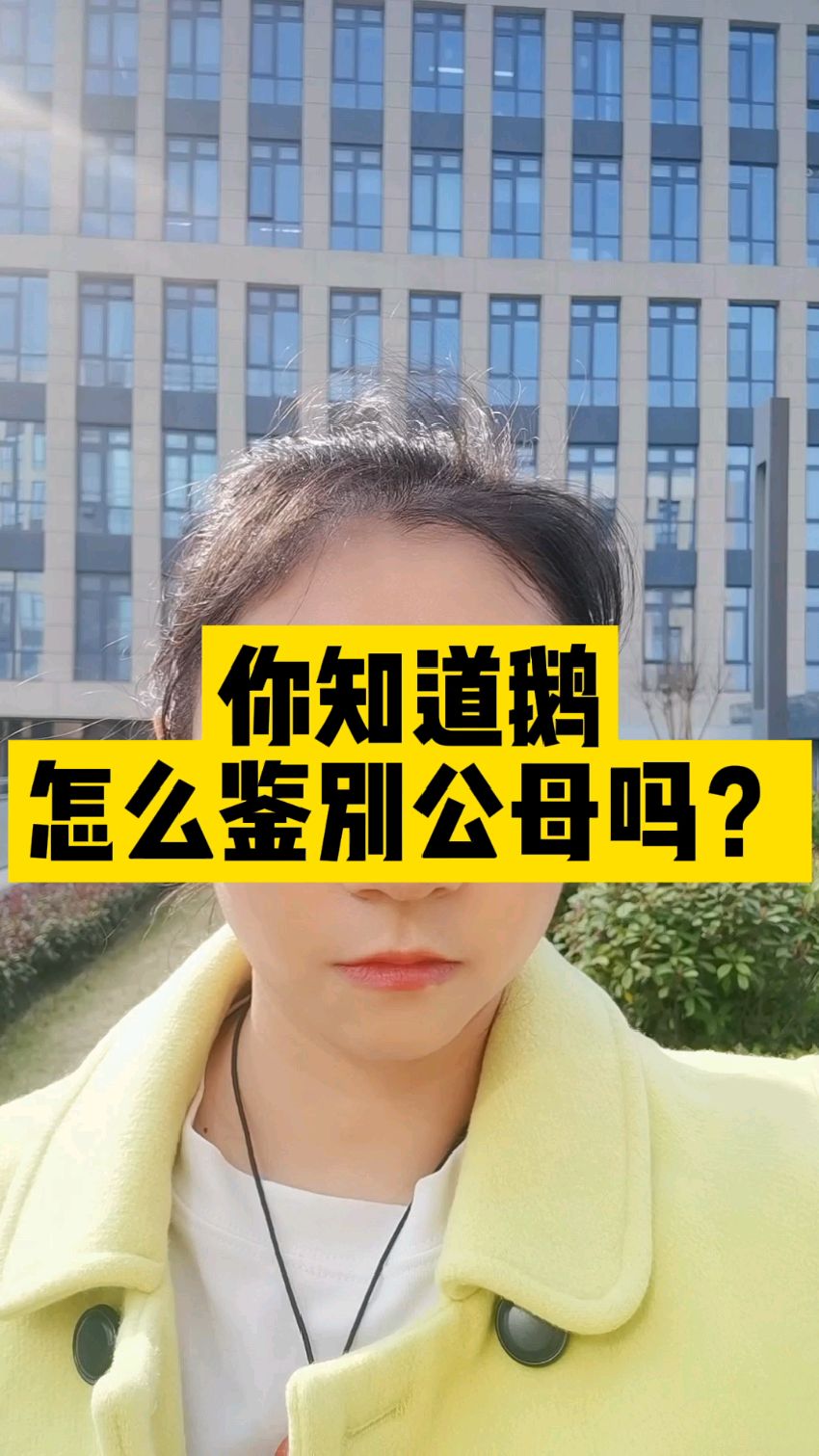 你知道鹅怎么鉴别公母吗?