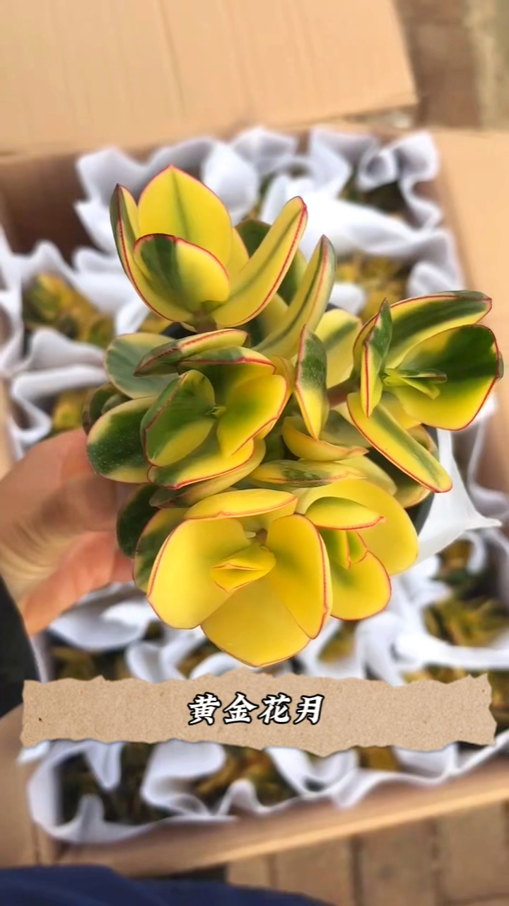 多肉植物新花月锦,黄色系多肉