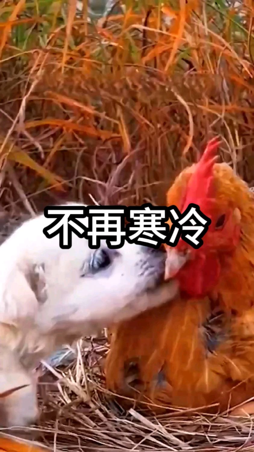 母鸡妈妈收留了流浪的小奶狗