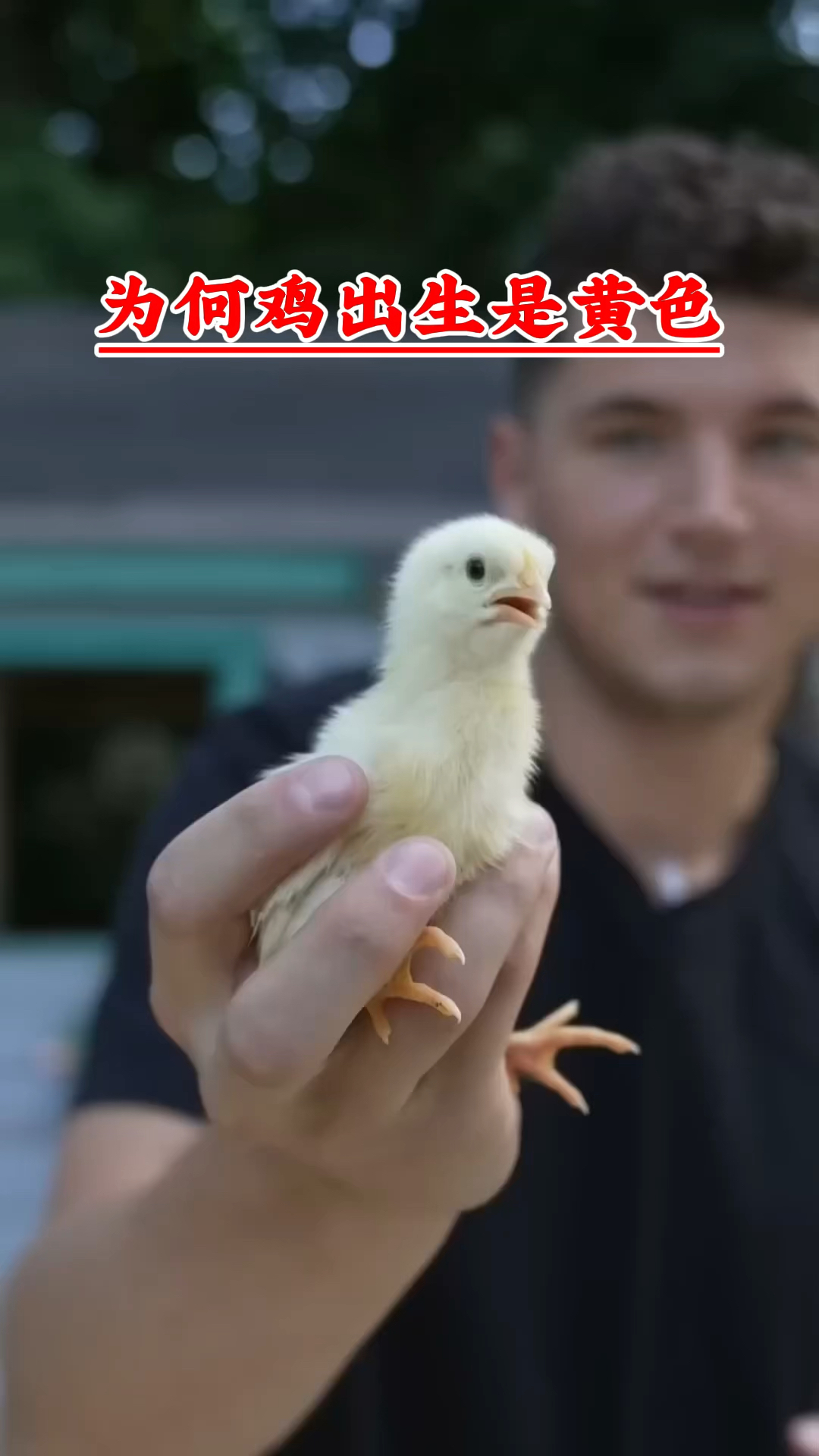 为什么小鸡刚出生是黄色的