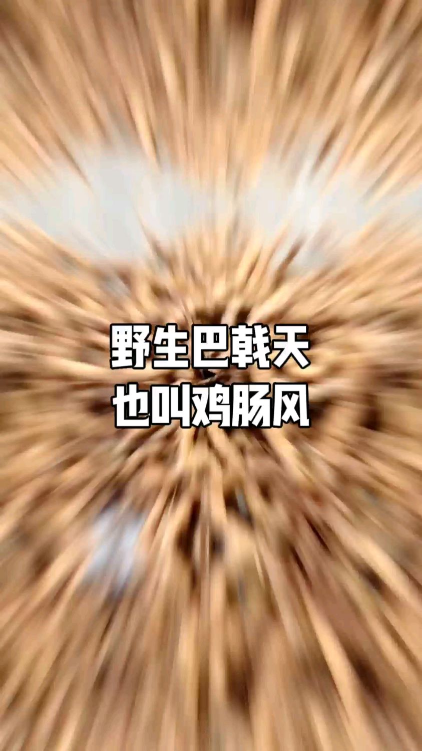 野生巴戟天也叫鸡肠风,它就跟鸡肠一样