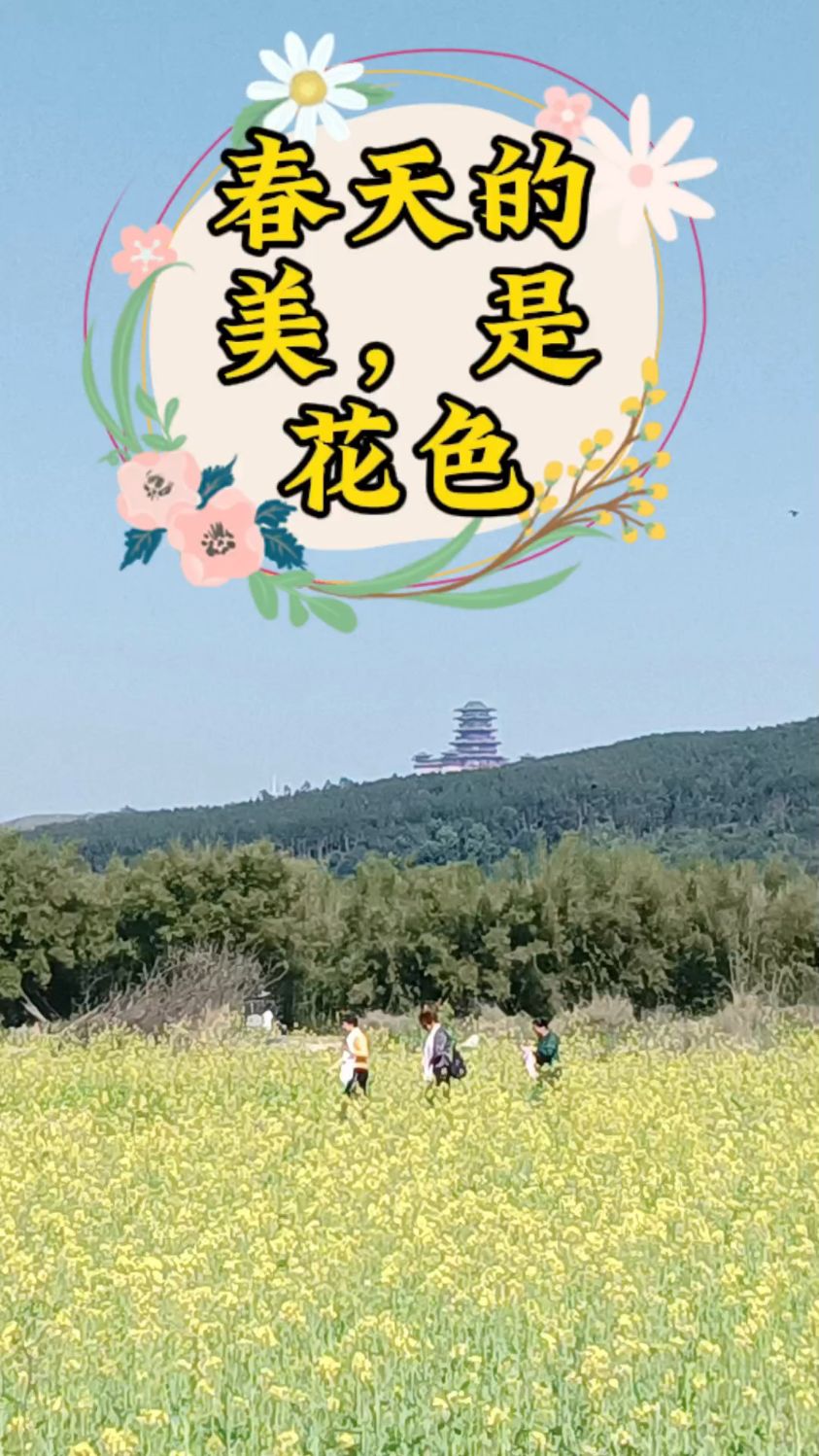 穿越菜花,只为了寻找它