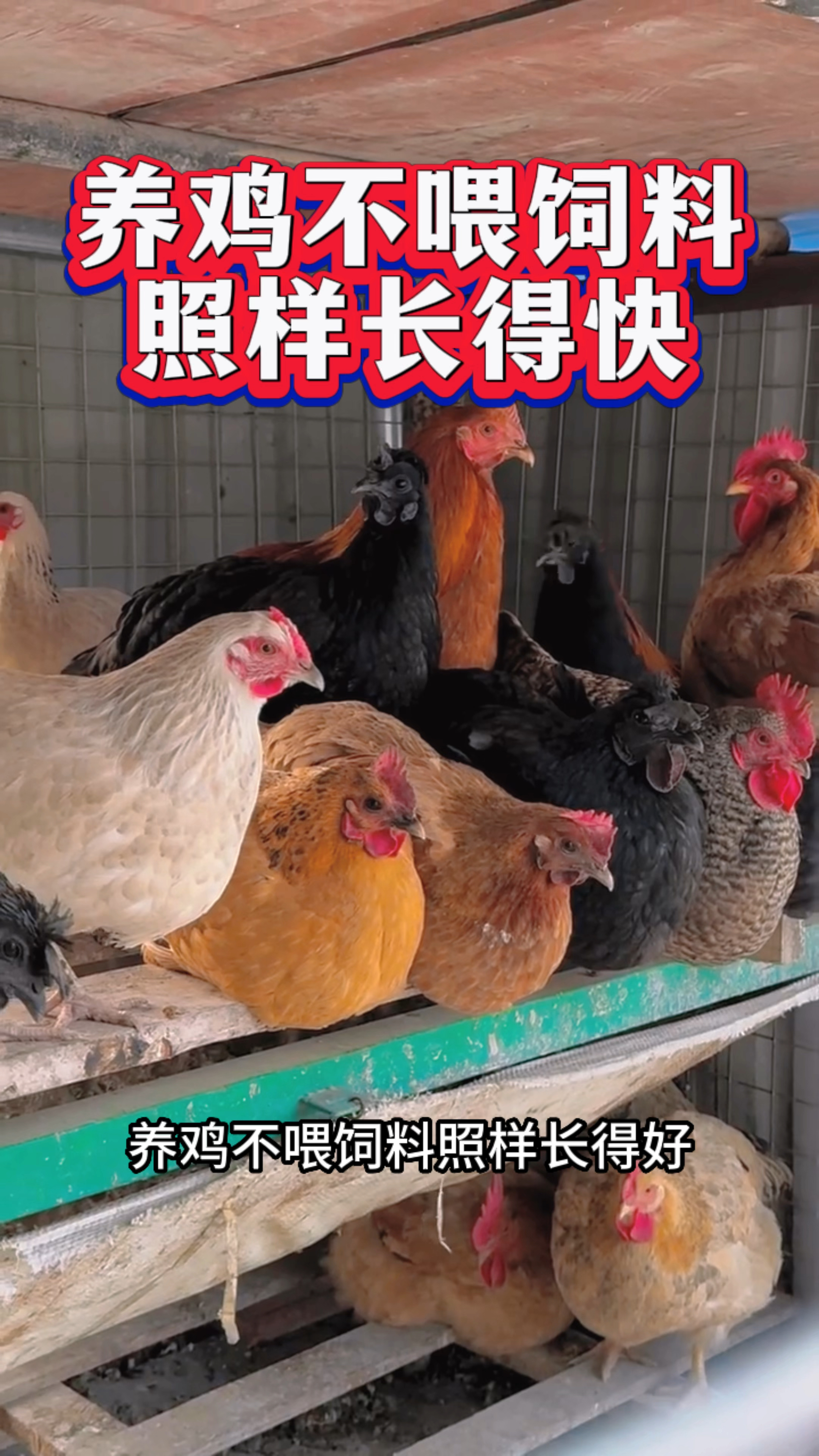 养鸡不喂饲料照样长得快