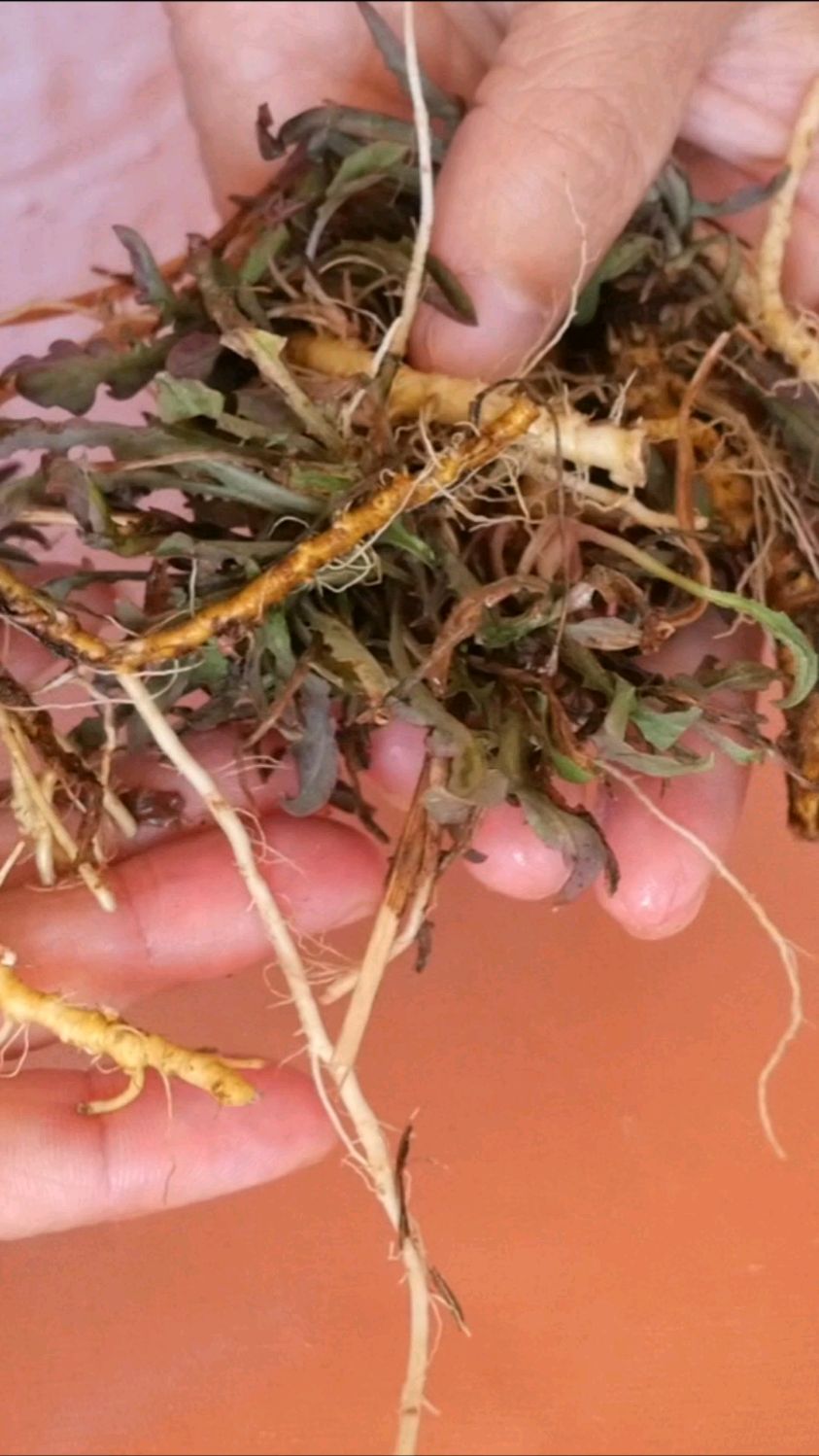 品一杯苦菜茶,感受大自然的馈赠