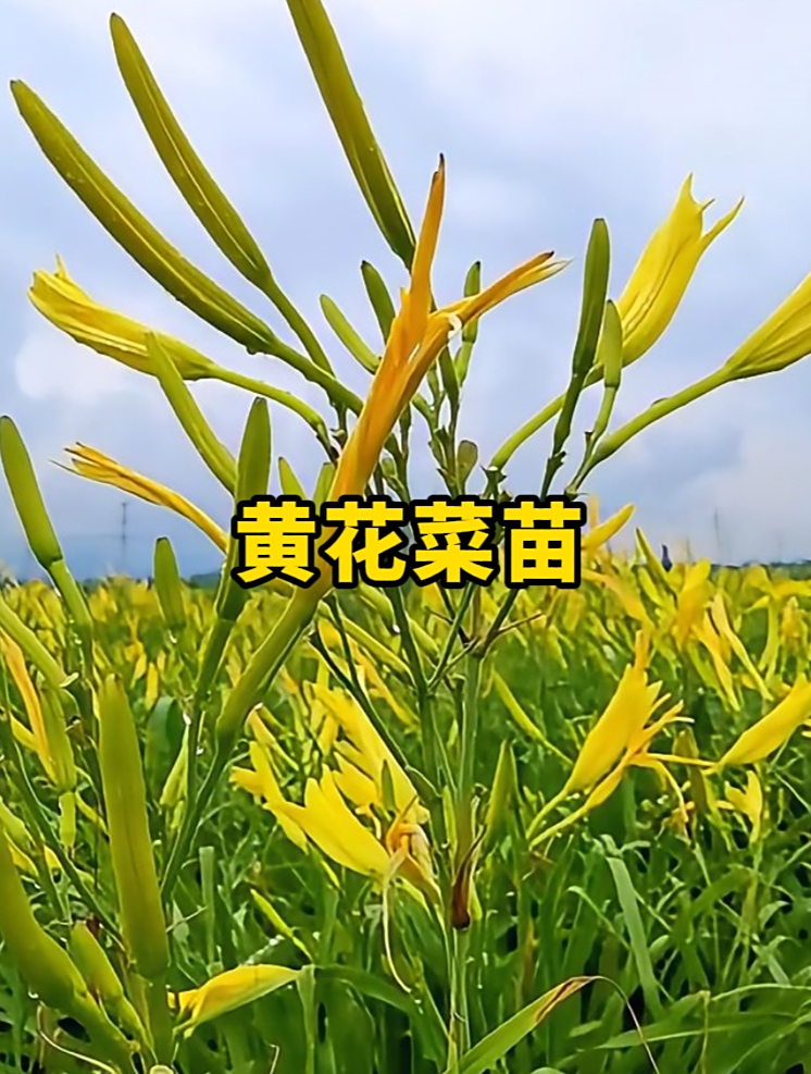 黄花菜又叫金针菜、忘忧草,既能当花卉绿植花苞又能当菜吃