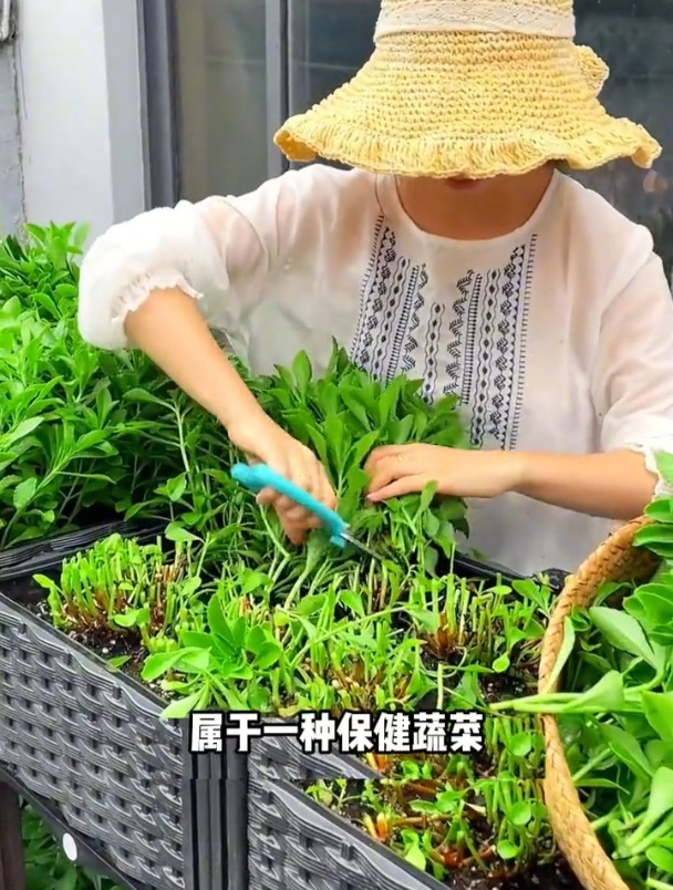 这一野菜俗称“高钙菜”,钙量是牛奶的3倍,盆栽在家反复摘几年