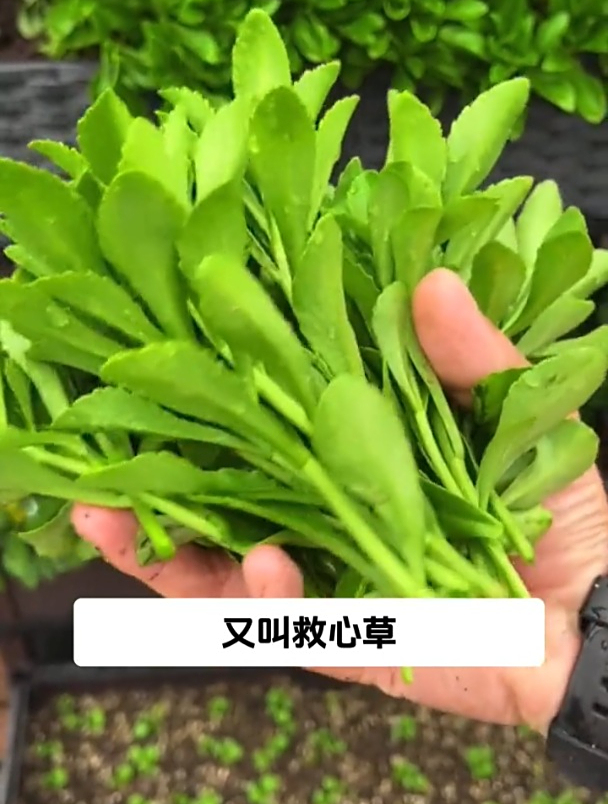 这菜看起来特别普通,含钙量是鸡蛋10倍,市场上一斤才几块钱!