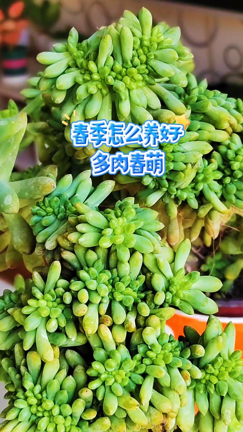 春季怎么养好多肉春萌?