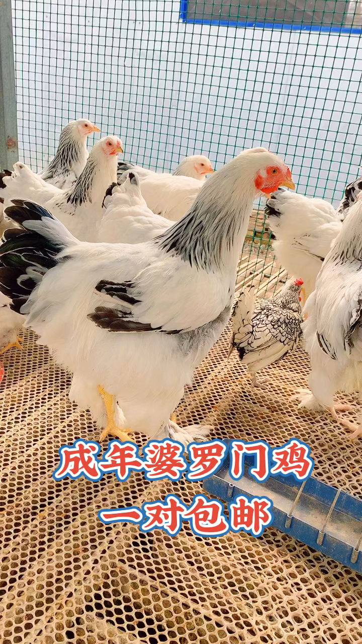 婆罗门鸡养殖场,婆罗门鸡苗,成年婆罗门鸡一对包邮