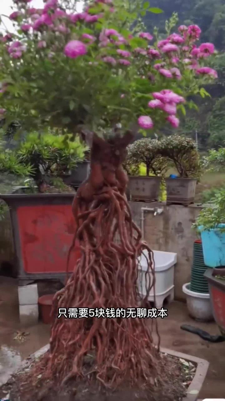 怎么样制作一棵提根月季盆景呢?