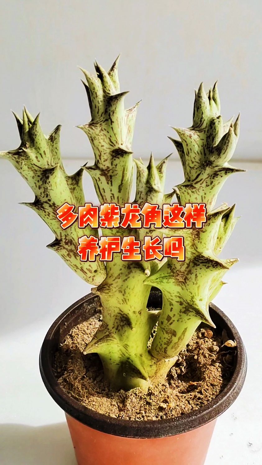 多肉紫龙角这样养护生长吗