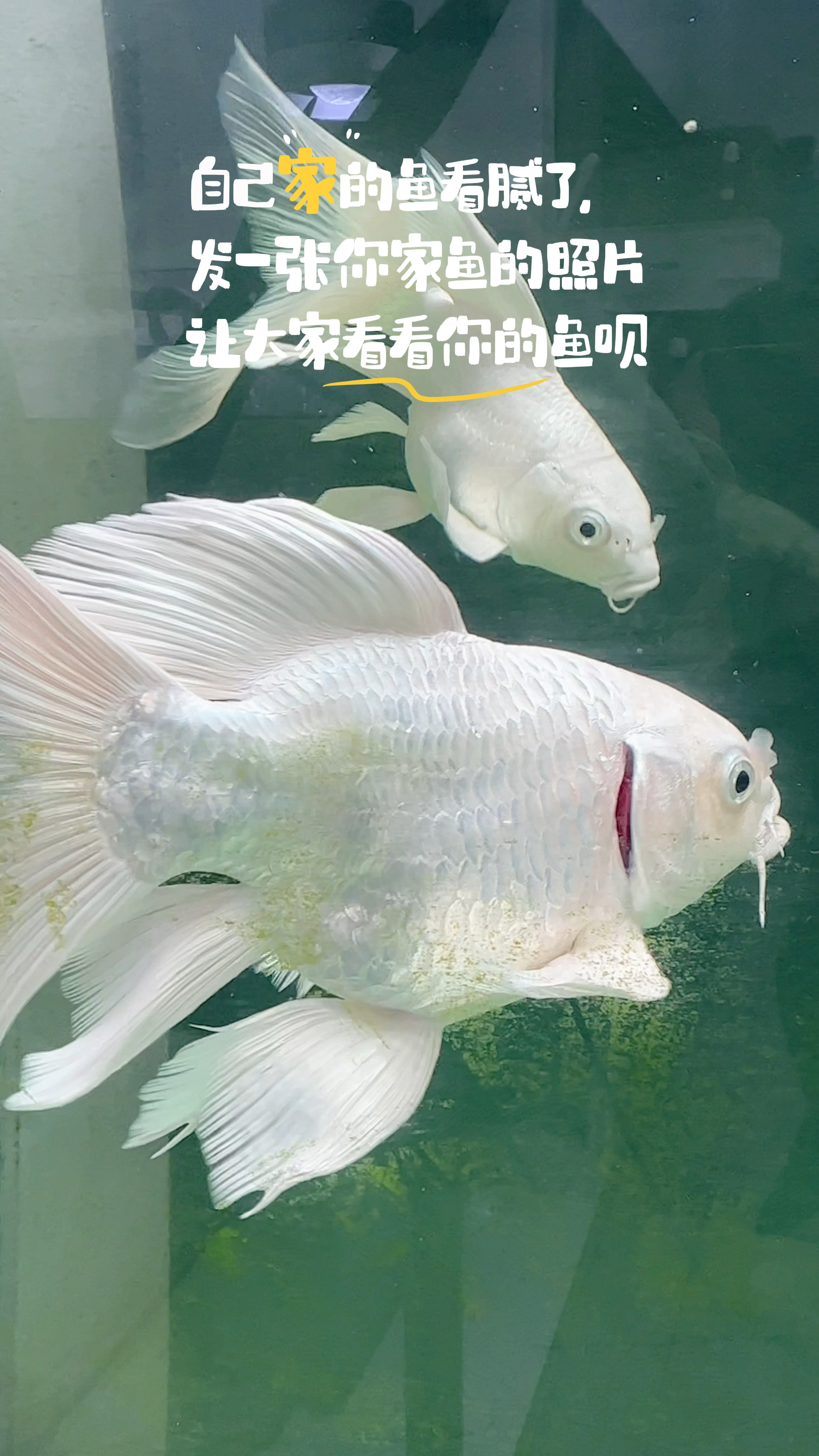 自家的鱼看腻了,发张你家鱼的照片,让大家看看呗。#见者好运
