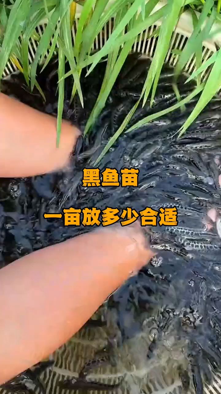 黑鱼苗一亩放多少合适