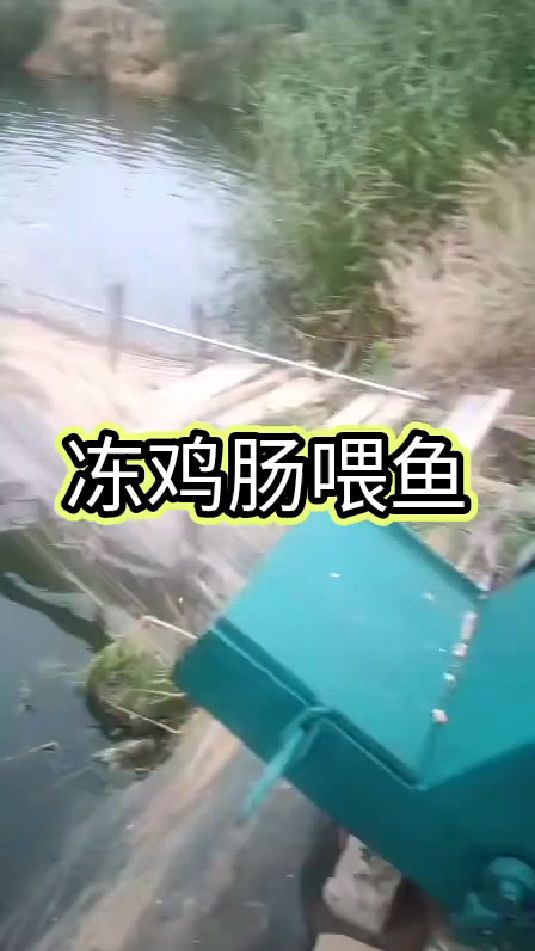 这个厉害,鸡肠子喂鱼