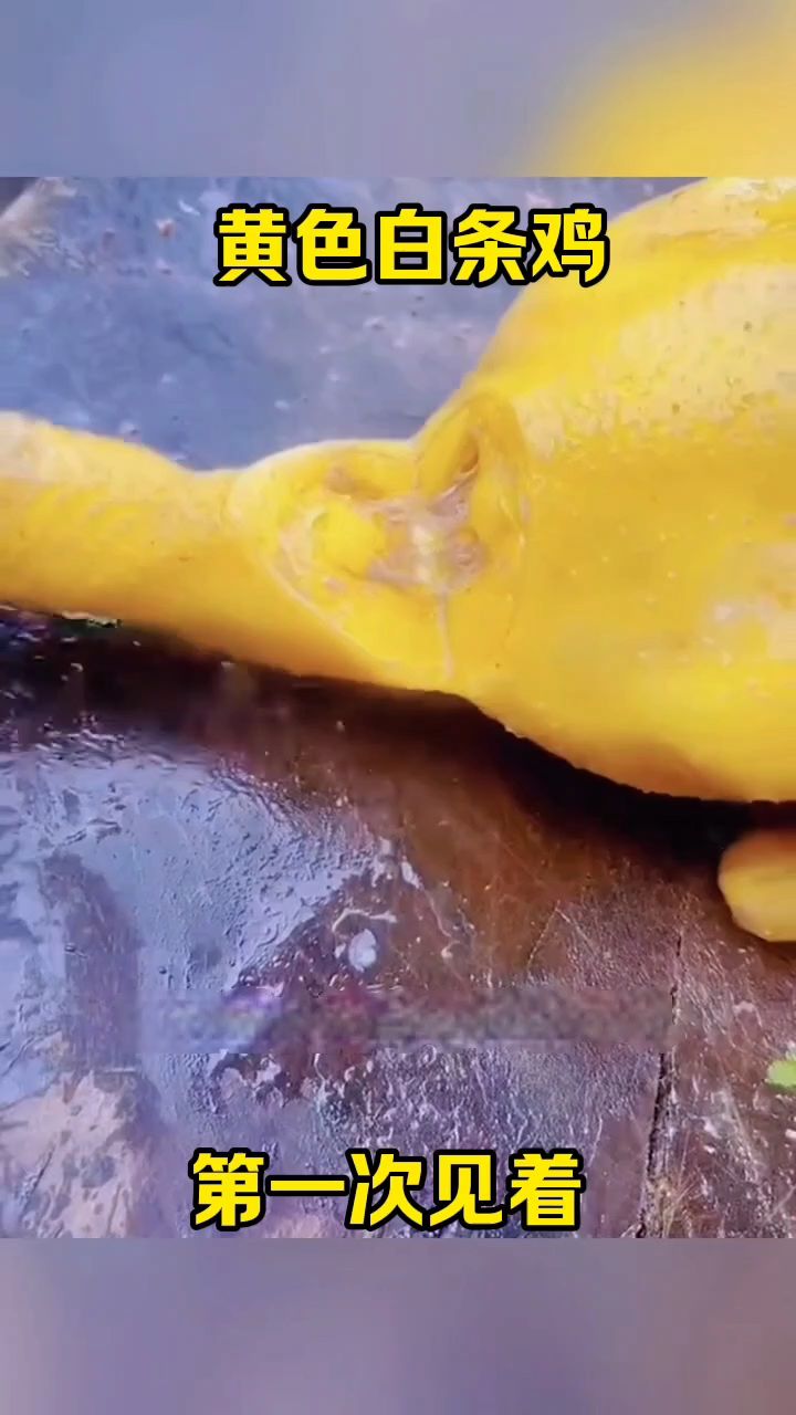 这是黄色的白条鸡吗