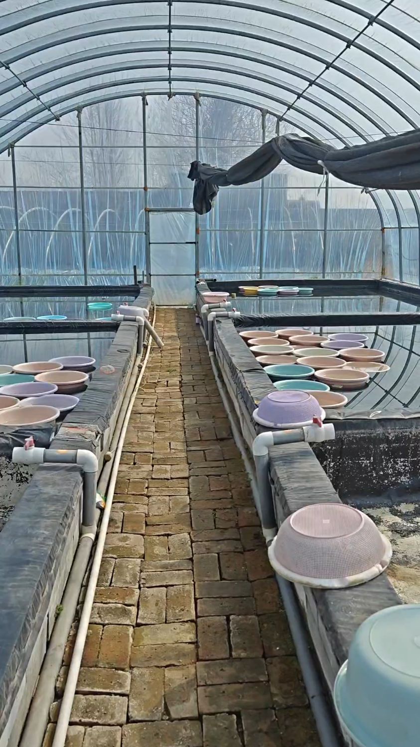 忙忙碌碌终于看到了希望兰寿泰狮针苗马上起飞