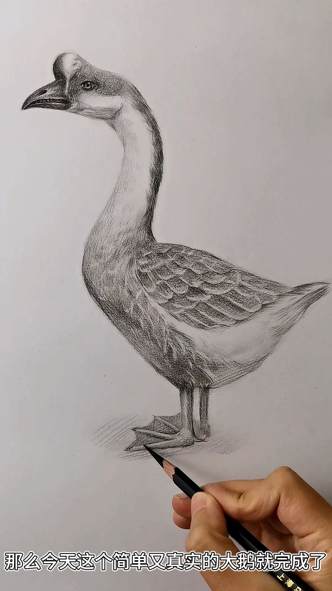 零基础素描大鹅画法