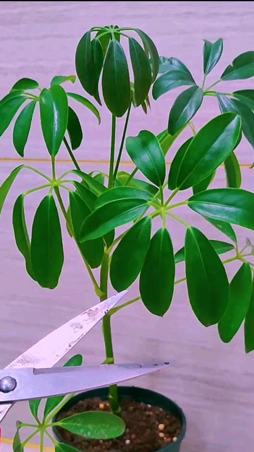 小苗鸭掌木打顶促分枝