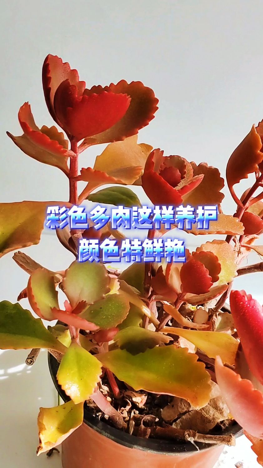 彩色多肉这样养护颜色特鲜艳